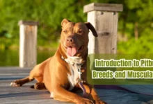 Introduction to Pitbull Breeds and Muscularity