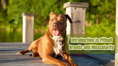 Introduction to Pitbull Breeds and Muscularity