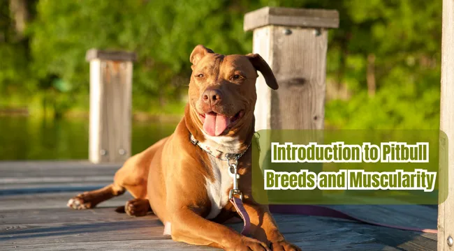 Introduction to Pitbull Breeds and Muscularity