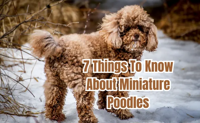 Things To Know About Miniature Poodles