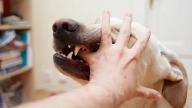 Tips to Keep Your Dog from Biting Others
