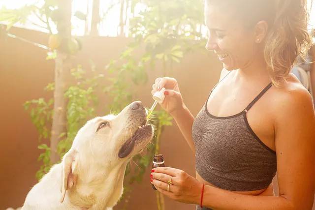 CBD for Dogs With Anxiety