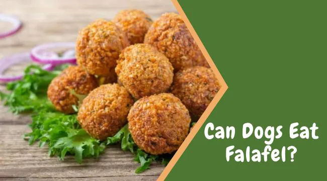 Can Dogs Eat Falafel?