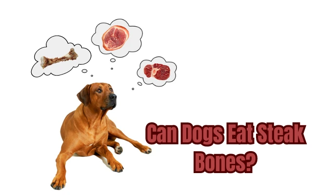 Can Dogs Eat Steak Bones