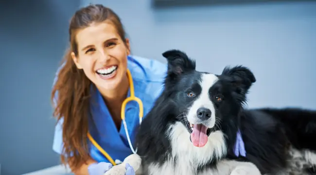 Factors to Consider When Seeking Urgent Care for Your Pet at a Veterinary Clinic