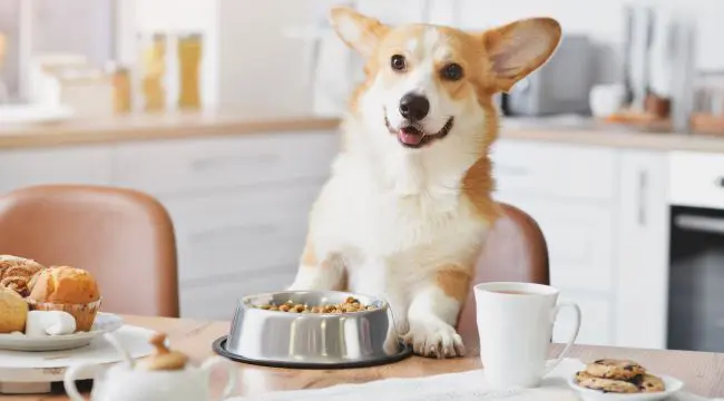 Gentle Nutritional Plan for Canine Health