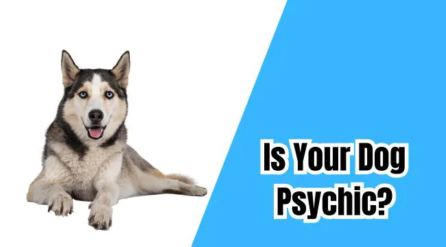 Is Your Dog Psychic?
