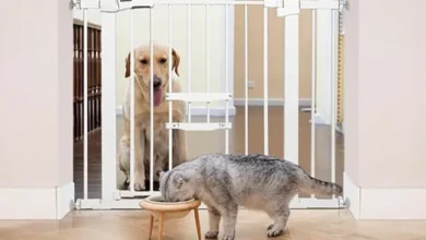 Pet Gate with a Cat Gate