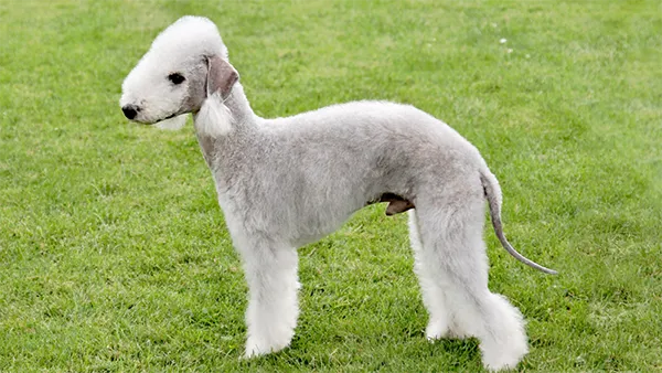 Bedlington Terrier 