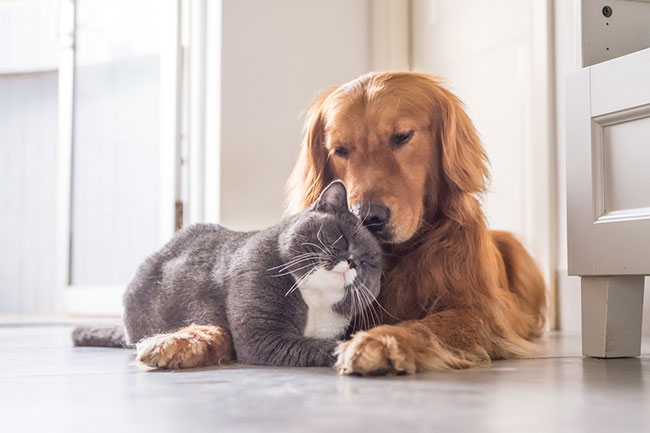 Can British Shorthairs and Dogs Coexist Peacefully