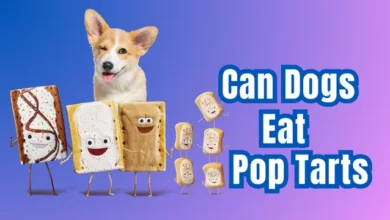 Can Dogs Eat Pop Tarts?