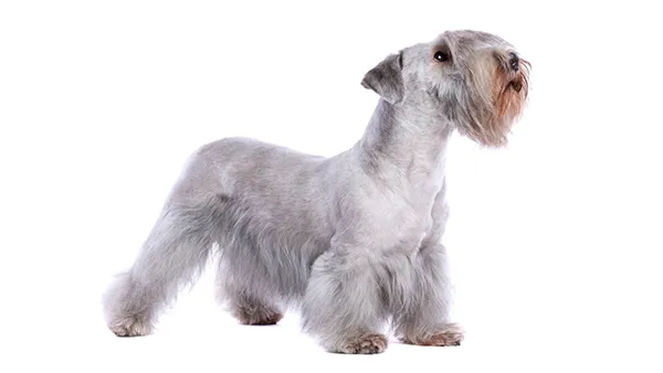 Cesky Terrier 