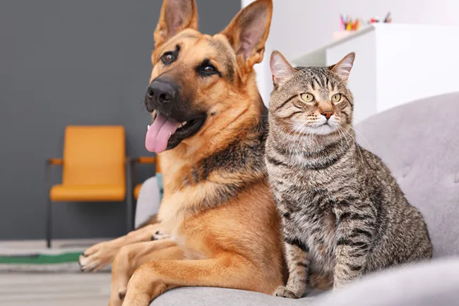 Unleashing the Pack: Essential Socialization Tips for Dogs and Cats