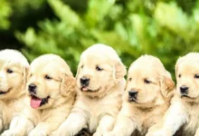 Factors to Consider When Choosing a Breed for Your First Puppy