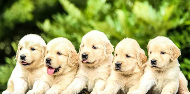 Factors to Consider When Choosing a Breed for Your First Puppy