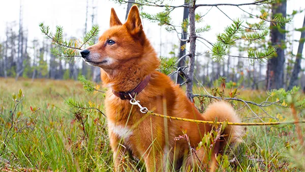 Finnish Spitz 