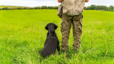 How To Find A Good Dog Trainer
