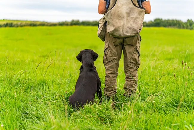 How To Find A Good Dog Trainer