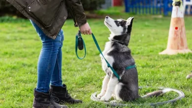 How To Find Some Best Dog Training Courses On Google