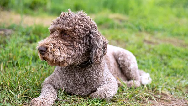 Lagotto Romagnolo 