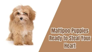 Maltipoo Puppies Ready to Steal Your Heart