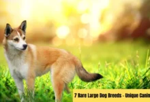 Rare Large Dog Breeds