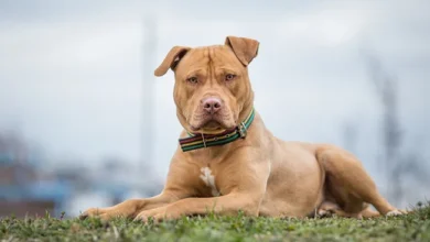 Responsible Ownership Practices For Pit Bull Breeds