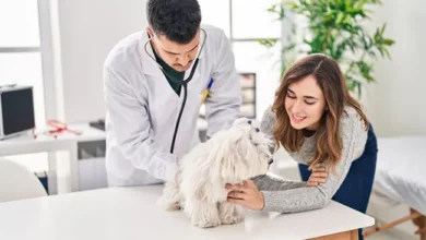 What Are The Training Requirements For A Veterinarian