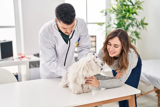 What Are The Training Requirements For A Veterinarian