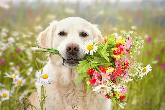 flowers and dogs