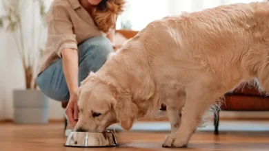 how to pick the right food for your dog
