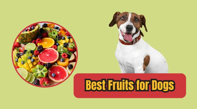 Best Fruits for Dogs