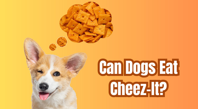 Can Dogs Eat Cheez-It?