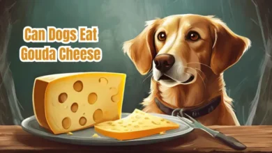 Can Dogs Eat Gouda Cheese