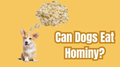 Can Dogs Eat Hominy