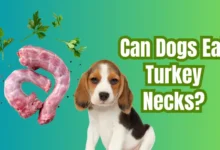 Can Dogs Eat Turkey Necks?