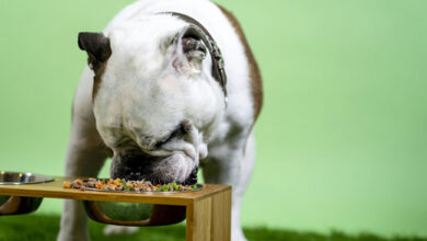 Top Superfoods for Dogs: Boost Your Pet's Health Naturally