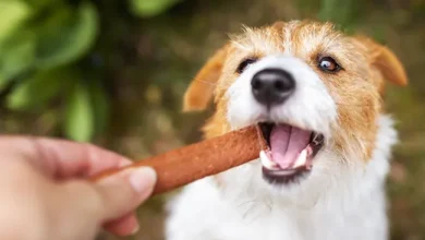 Top 5 Chewies for Dogs