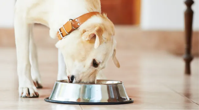 Unleashing the Canine Cuisine