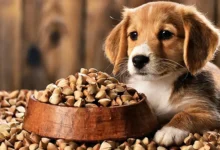 can dogs eat buckwheat?