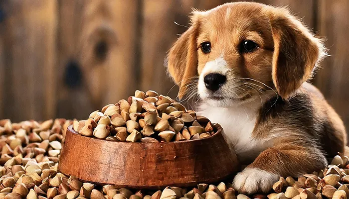 can dogs eat buckwheat?