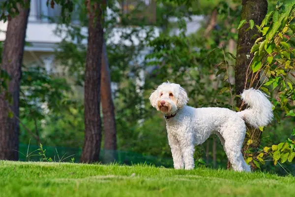 Australian Labradoodles