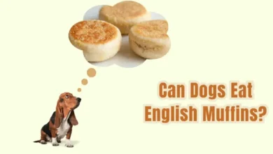 Can Dogs Eat English Muffins