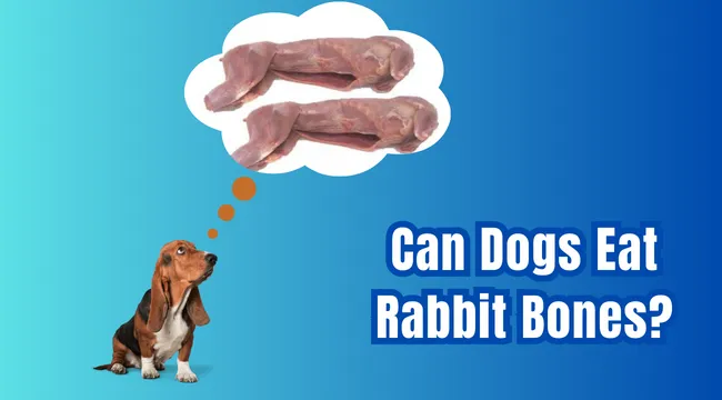 Can Dogs Eat Rabbit Bones?
