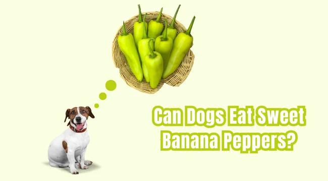Can Dogs Eat Sweet Banana Peppers?