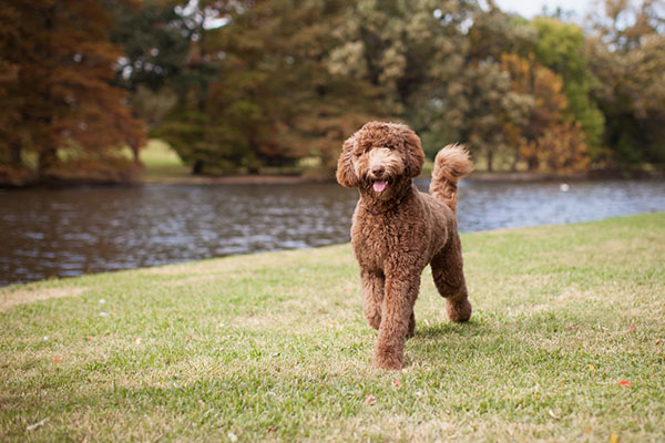 Characteristics of Labradoodles