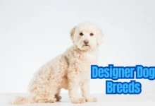 Designer Dog Breeds