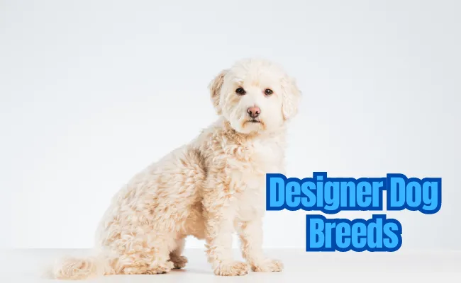 Designer Dog Breeds