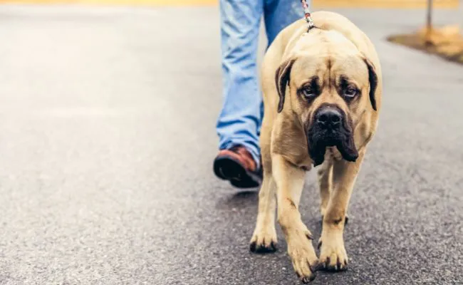 English Mastiff is thought to be stronger than the Pit Bull