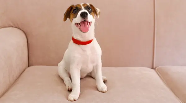 Jack Russell Terrier 